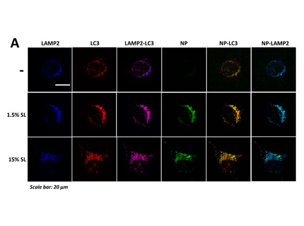 Immunofluorescence using Goat Anti-Mouse IgG DyLight™649